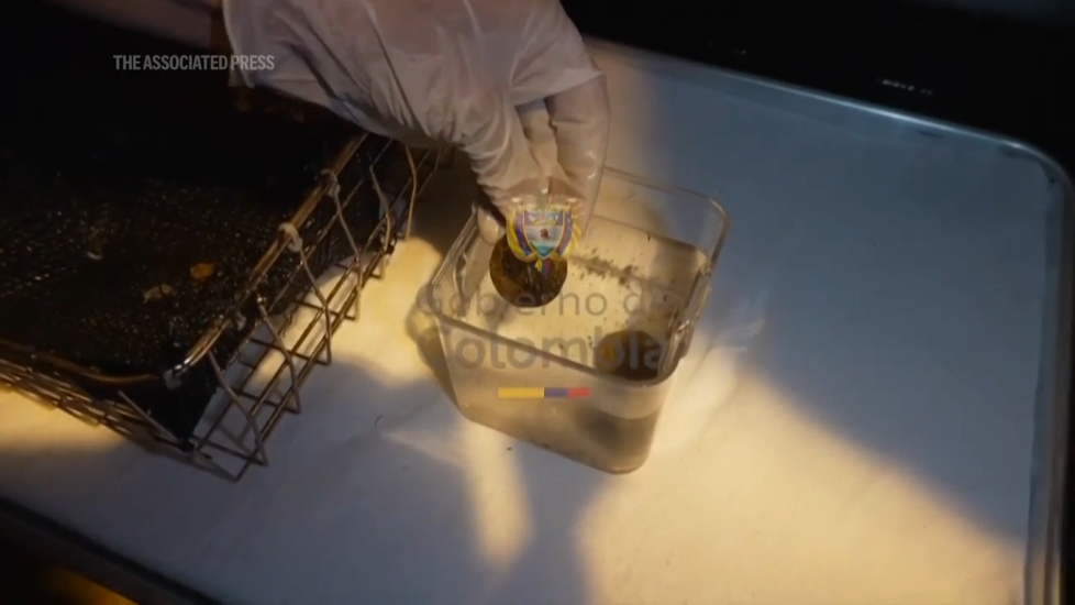 Click the image above to watch the short discovery video